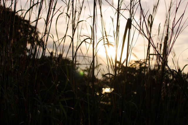 Sunset Through Tall Grasses in Countryside - Download Free Stock Images Pikwizard.com