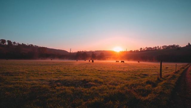 Misty rural pasture at sunrise with grazing cattle