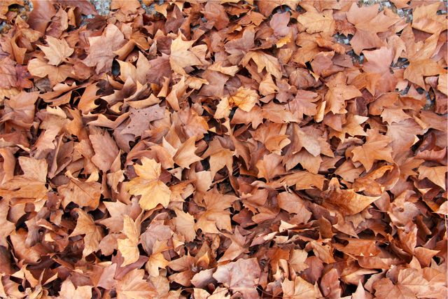This image showcases a detailed view of dry autumn leaves scattered on the ground, capturing the essence of the fall season. It can be used in articles or advertisements related to autumn, nature, seasonal changes, or gardening. The texture and colors make it ideal for backgrounds, posters, and educational materials on seasons and natural cycles.