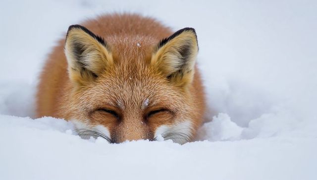 Resting red fox nestled in powder snow close-up winter wildlife portrait with frosty fur