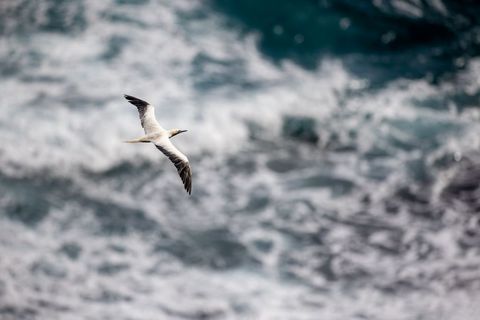 Solitary gannet soaring over choppy ocean waves with dramatic coastal backdrop