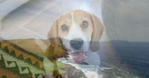 Gazing beagle blending with coastal seascape double exposure featuring patterned textile