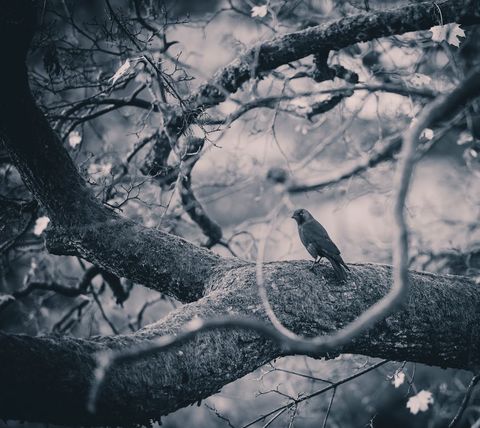 Solitary Bird on Rustic Branch in Peaceful Setting