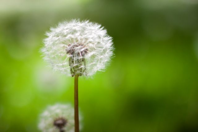 This image captures a close-up of a single dandelion with a delicate, feathery seed head against a lush green, blurred background. Perfect for nature-themed projects, spring promotions, or to illustrate concepts of fragility and beauty in close-up photography.