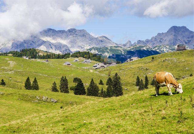 Brown-and-white cow grazing on green alpine meadow with a picturesque mountainous backdrop under a partly cloudy blue sky. Ideal for concepts involving pastoral life, tranquility, and rural landscapes. Suitable for use in tourism promotion, environmental awareness campaigns, dairy industry marketing, and nature-related content.