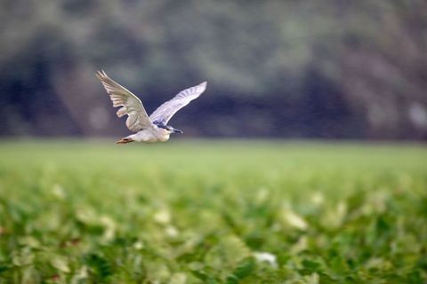 Black-crowned night heron gliding low over lush wetland in gentle rain, green background