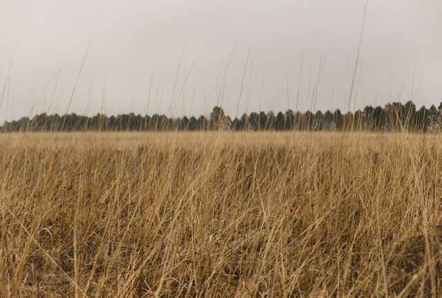 This image shows a field of tall, dry grass under an overcast sky with a row of trees in the distance. Perfect for use in environmental or nature-themed projects, advertisements focusing on the beauty of rural landscapes, or as a background for peaceful, serene designs.