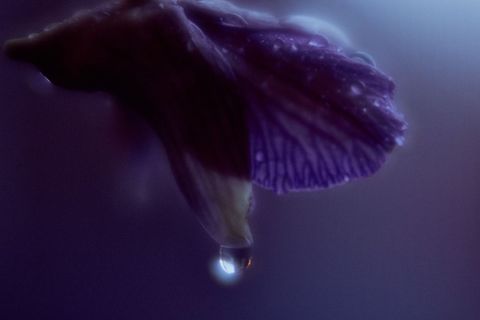 Macro purple petal with glowing water droplet hanging soft moody botanical close-up