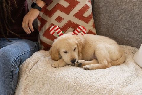 Golden retriever puppy napping on cozy sofa wearing candy cane antlers holiday scene