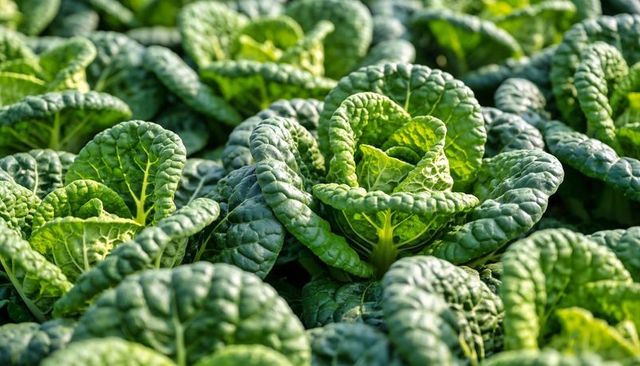 Sunlit Savoy Kale Rosettes Growing in Garden Closeup
