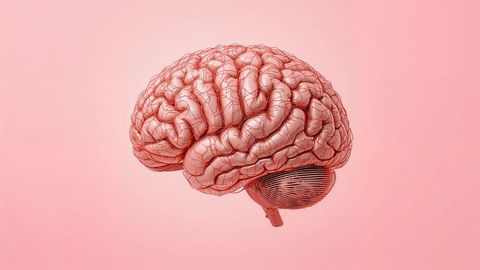 3d human brain model with cerebellum on pink gradient background
