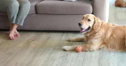 Woman sitting barefoot watching happy golden retriever playing with ball on wood floor