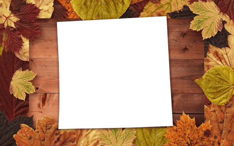transparent photo frame displayed with leaves for autumn - Download Free Stock Videos Pikwizard.com