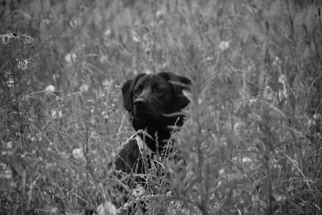 Black Labrador puppy sitting in tall grass in the field. Ideal for purposes related to animals, pets, nature, and countryside themes. Suitable for illustrating blog posts, articles, pet care tips, animal behavior research, and outdoor activities promotions. Perfect for use in digital and print media to portray scenes of innocence and natural beauty.