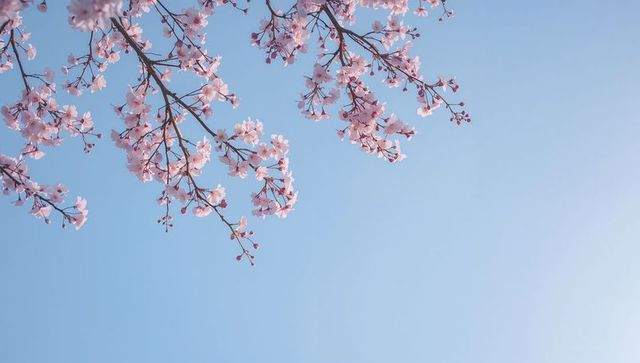 Blooming cherry blossom branches arching across soft blue sky with copy space