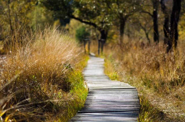 Wooden Pathway Through Grassy Autumn Landscape - Download Free Stock Photos Pikwizard.com