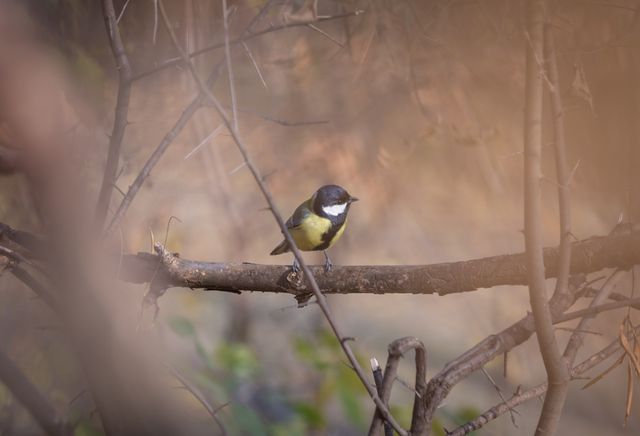 Yellow-Throated Bird Perching on Branch in Foggy Forest - Download Free Stock Photos Pikwizard.com