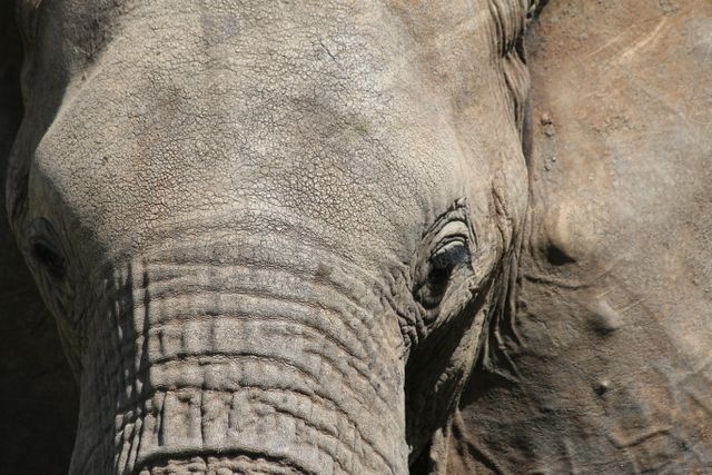 Close-Up of Elephant Face Showing Wrinkles and Texture - Download Free Stock Photos Pikwizard.com