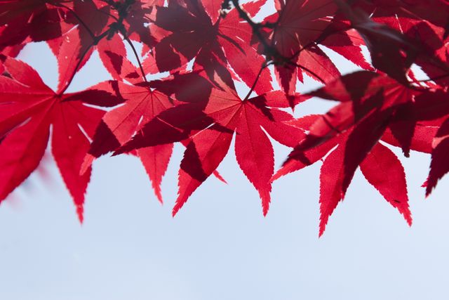 Bright Red Maple Leaves Against Clear Sky in Autumn - Download Free Stock Photos Pikwizard.com