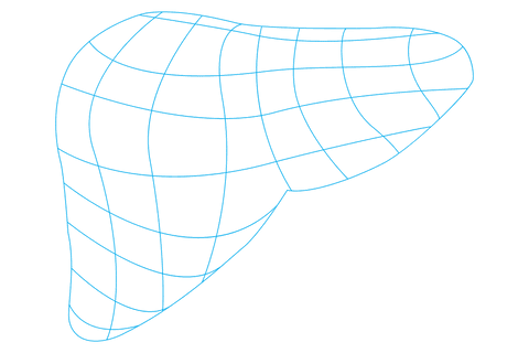 transparent digital wireframe human liver representation - Download Free Stock Videos Pikwizard.com