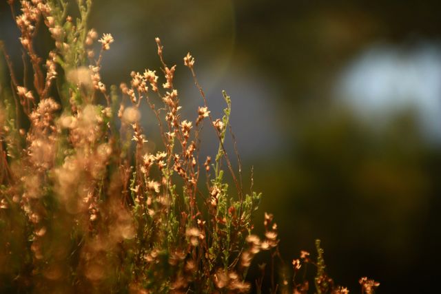 Wildflowers in Golden Sunset Light - Download Free Stock Images Pikwizard.com