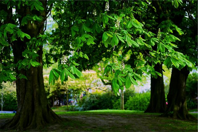 Peaceful green park with lush trees and sunlight filtering through leaves. Perfect for nature-themed designs, backgrounds, outdoor activities promotions, relaxation, and environmental campaigns.