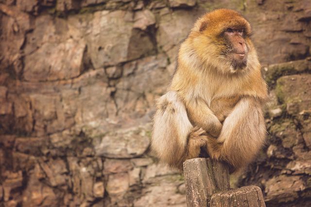 Monkey sitting thoughtfully on a wooden log against a rocky backdrop. Ideal for wildlife documentaries, educational materials on primates, nature websites, and animal behavior studies.