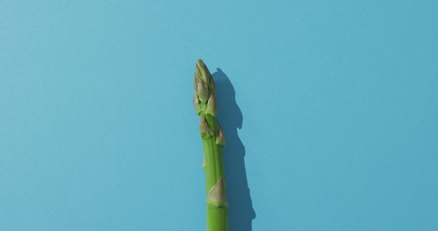 Fresh Asparagus Spear on Blue Background - Download Free Stock Images Pikwizard.com