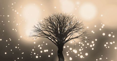 Bare Tree with Glowing Lights in Serene Atmosphere - Download Free Stock Images Pikwizard.com