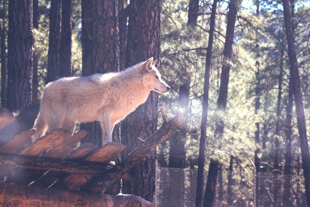 White wolf standing on timber in sunlit forest, surrounded by trees and natural wilderness. Great for wildlife promotions, nature conservation materials, and educational content about wolves and their habitats.