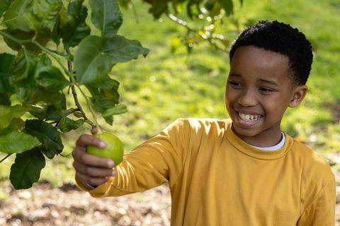 African american boy picking green apple from tree in sunny backyard smiling
