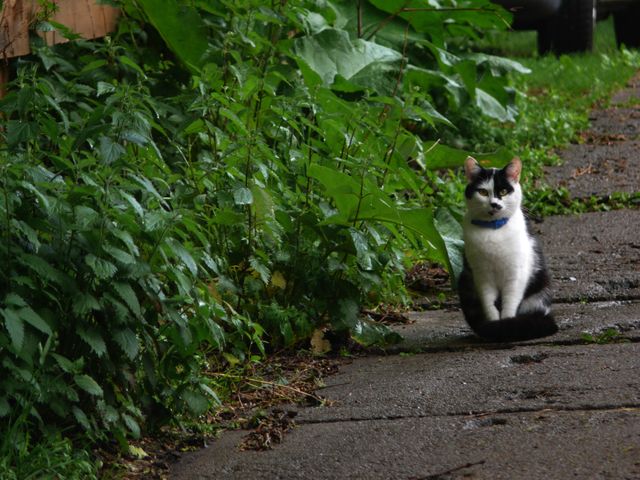 A black and white cat is sitting on a garden path surrounded by green foliage. The serene and natural setting makes it an ideal image for use in content related to pets, nature, and peaceful outdoor environments. This picture can be used for blogs, gardening websites, animal welfare campaigns, and more.