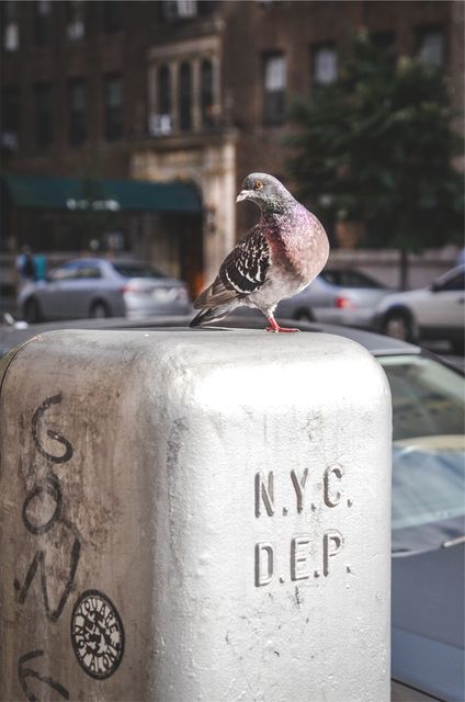 Urban Pigeon Perched on N.Y.C. D.E.P. Structure in Cityscape - Download Free Stock Images Pikwizard.com