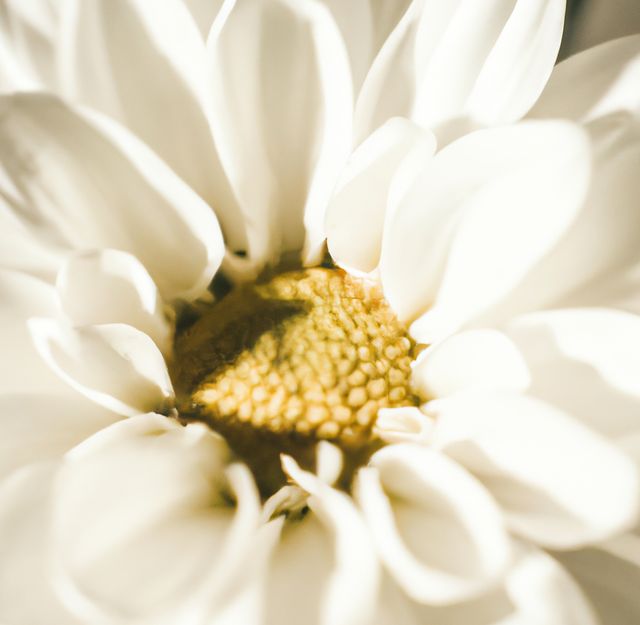 Close up of white chrysanthemums with multiple petals on black background - Download Free Stock Photos Pikwizard.com