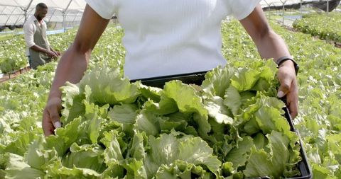 Farmer Carrying Fresh Lettuce in Hydroponic Greenhouse