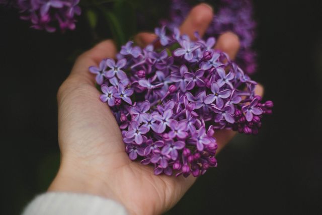 This close-up view of a hand holding vibrant purple lilac flowers captures the essence of spring and nature's beauty. Ideal for themes related to gardening, floral arrangements, botany, environmental awareness, and relaxation. Also suitable for print materials, digital media, and home decor projects that emphasize natural and serene elements.
