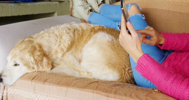 Caucasian female teenager using tablet with her sleeping dog at home. Domestic life, pets, lifestyle, technology and care.