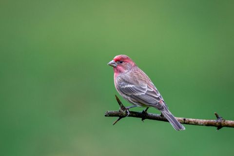 House Finch Perched on Branch Against Blurred Green Background