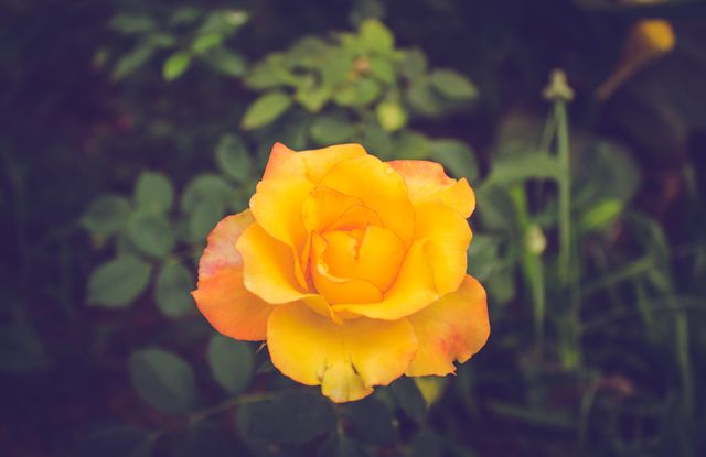 Vibrant close-up of a yellow rose blooming beautifully in a garden. Suitable for use in gardening blogs, nature themed websites, floral arrangement advertisements, or background images for various design projects emphasizing natural beauty and elegance.