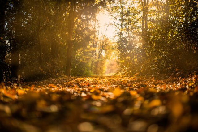 Sunlit Autumn Forest Path with Golden Leaves - Download Free Stock Photos Pikwizard.com