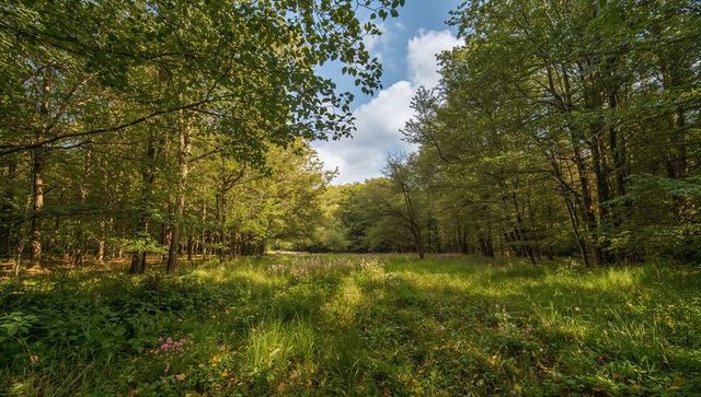 Sunlit forest meadow with wildflowers and narrow trail leading into lush green clearing