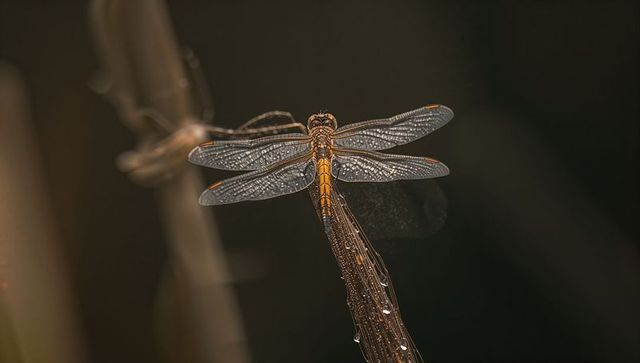 Perching amber dragonfly with dewy translucent veined wings on reed macro closeup