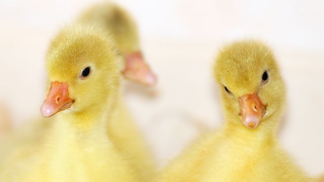 Charming close-up capturing three fluffy yellow goslings with curious expressions. Perfect for nature enthusiasts, wildlife education, children's books, and promoting animal conservation. Ideal for articles or content related to springtime, bird watching, and farm life themes.