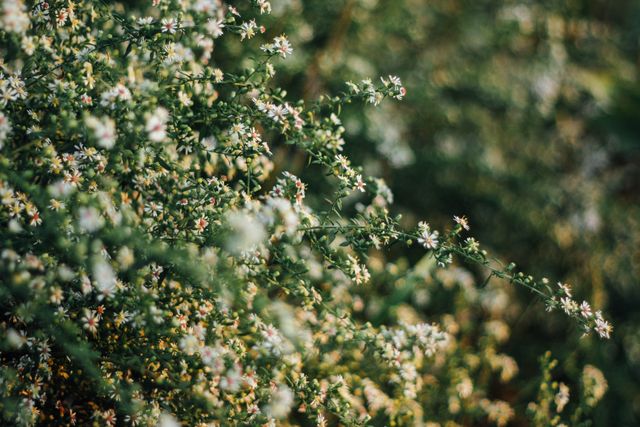 Dense Shrub with Tiny White Flowers in Bloom - Download Free Stock Photos Pikwizard.com