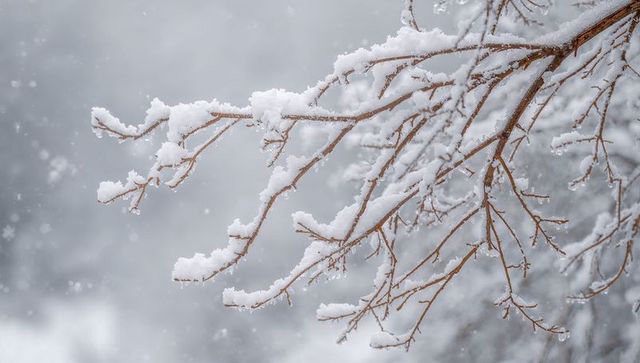 Snow-covered branches with delicate icicles and falling snow in quiet winter forest