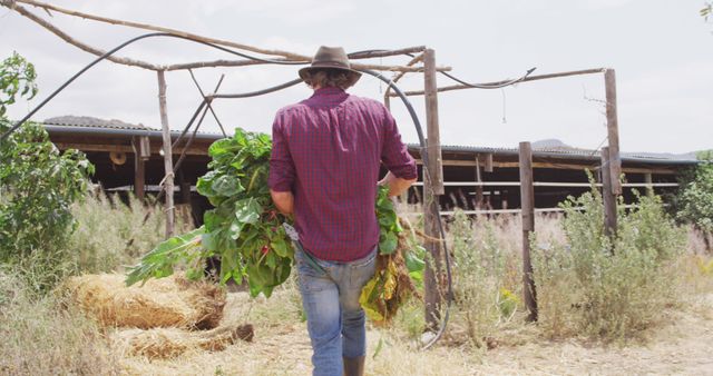 Farmer carrying large bunch of freshly harvested vegetables while walking in a rustic pastoral setting. Ideal for topics such as sustainable farming, organic produce, rural lifestyle, agricultural practices, fresh food production, and countryside living.