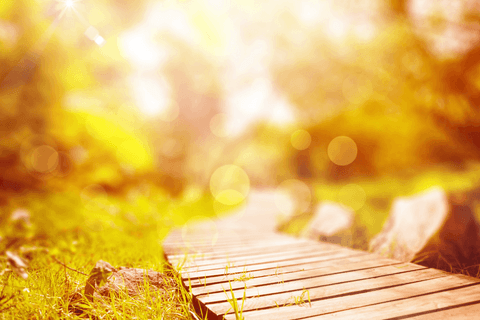 forest pathway illumination with transparent light patterns - Download Free Stock Videos Pikwizard.com