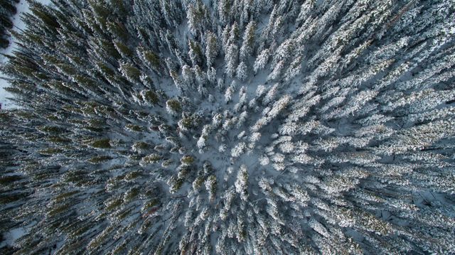 Aerial view of a pristine snow-covered pine forest captured in winter. Ideal for nature-themed projects, holiday postcards, seasonal advertisements, or backgrounds for winter-related content.