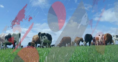 Cows grazing in lush pasture under blue sky