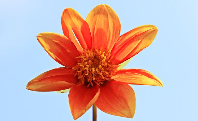Orange Petal Flower - Download Free Stock Photos Pikwizard.com